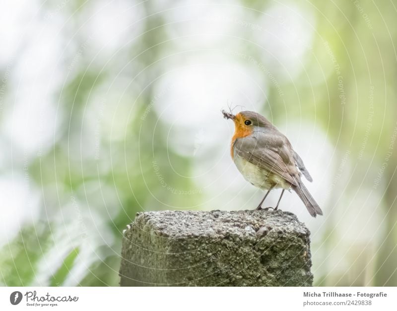 Rotkehlchen mit gefangenem Insekt Natur Tier Sonne Sonnenlicht Schönes Wetter Baum Wildtier Vogel Tiergesicht Flügel Krallen Schnabel Auge Feder 1 beobachten