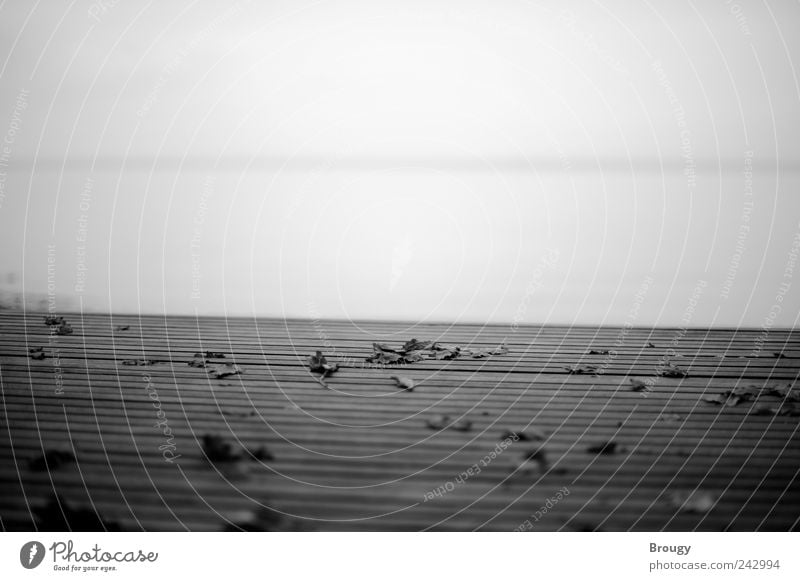 Herbstlaub auf einem Steg, das andere Seeufer am Horizont Strand Natur Blatt Schiffsplanken Unschärfe Holz Wasser Erholung warten ästhetisch dunkel Ferne