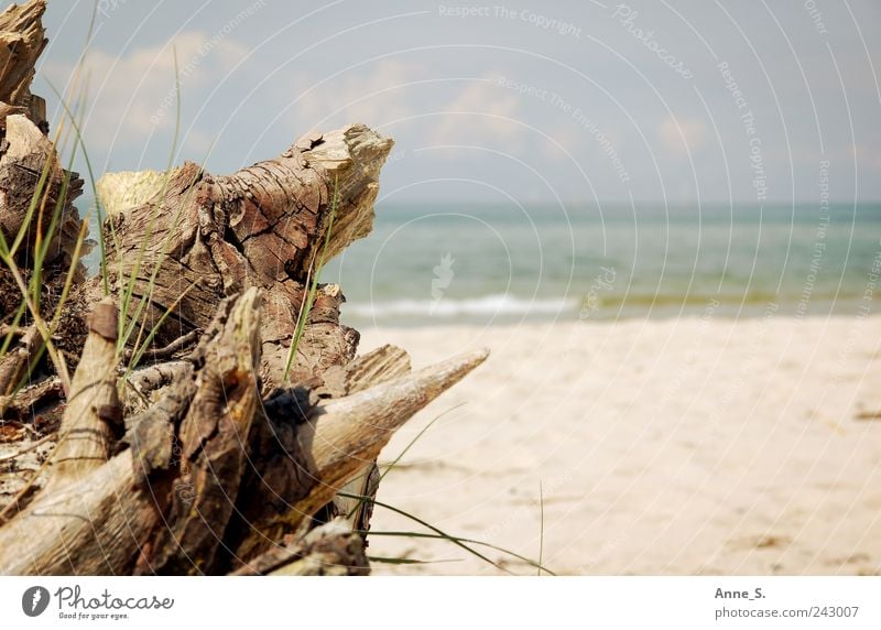 Strandgut Erholung ruhig Schwimmen & Baden Ferien & Urlaub & Reisen Ausflug Sommer Sommerurlaub Sonnenbad Meer Umwelt Natur Pflanze Sand Schönes Wetter Baum