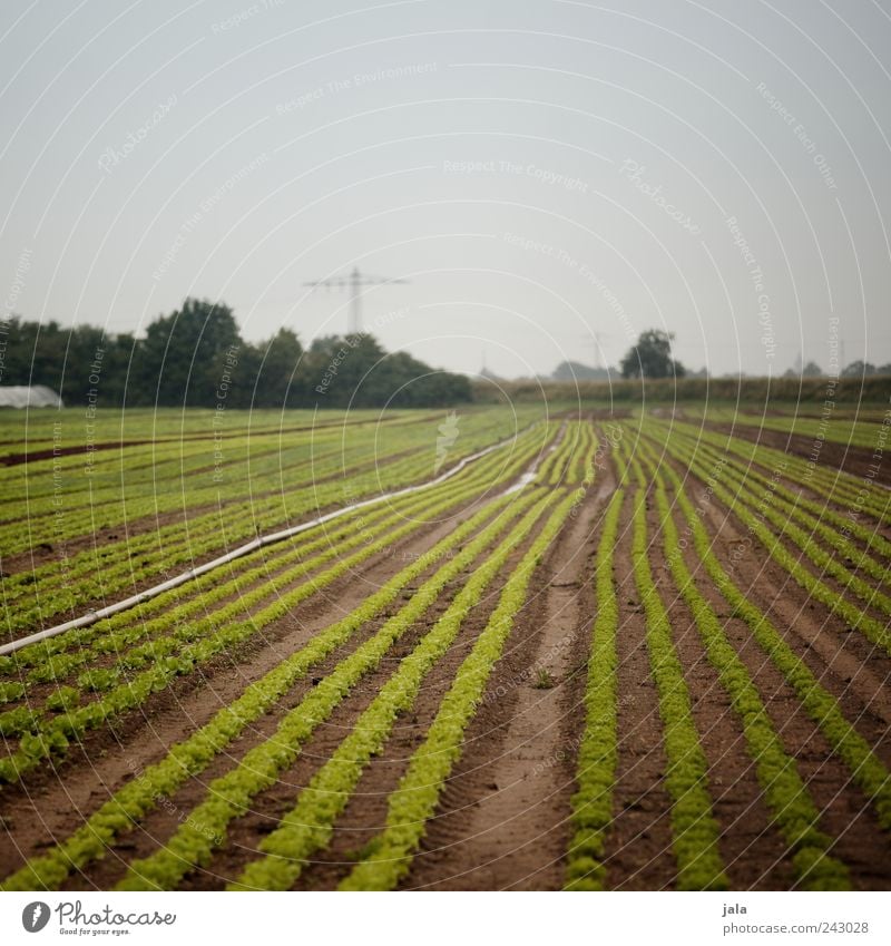 salat Lebensmittel Salat Salatbeilage Ernährung Bioprodukte Landwirtschaft Forstwirtschaft Natur Landschaft Pflanze Himmel Baum Sträucher Grünpflanze