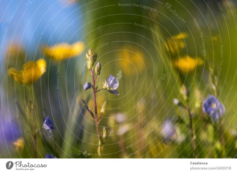 Butterblumen und Ehrenpreis Natur Pflanze Himmel Sommer Schönes Wetter Blume Gras Blatt Blüte Sumpf-Dotterblumen Wiese Blühend Duft verblüht Wachstum schön blau