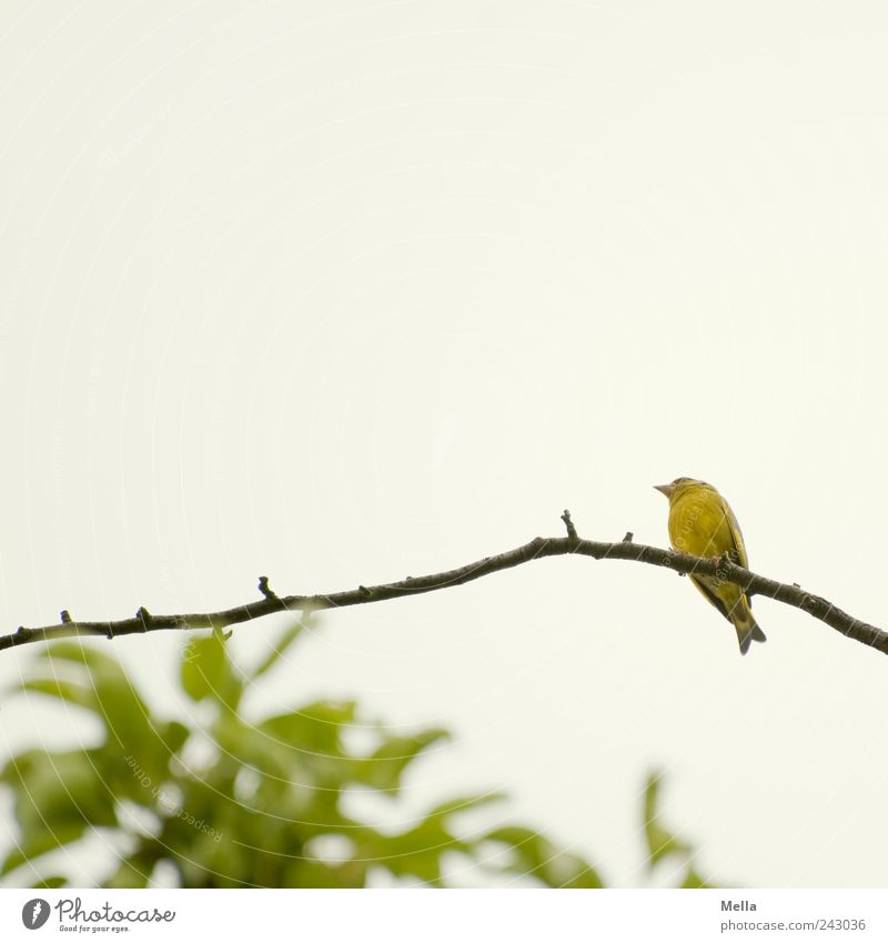 Lockvogel Umwelt Natur Pflanze Tier Ast Zweig Vogel 1 hocken Blick sitzen frei hell klein natürlich niedlich Pause Perspektive Farbfoto Außenaufnahme