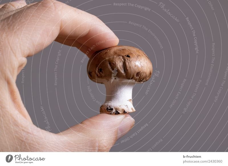 Champignon Lebensmittel Bioprodukte Gesunde Ernährung Essen Mann Erwachsene Hand Finger berühren festhalten frisch braun Champignons Pilz züchten Ernte