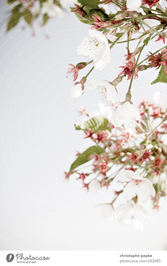 in voller Blüte Frucht Bioprodukte Natur Pflanze Frühling Baum Blatt Grünpflanze Nutzpflanze Park Feld Blühend natürlich schön Kirschbaum Apfelbaum Kirschblüten