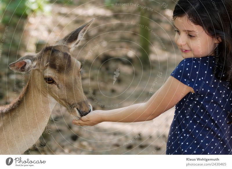 Kinderfreude. Mädchen füttert einen Damhirsch Picknick Freude Haare & Frisuren Haut Gesicht Kindheit Kopf Arme Hand 1 Mensch 3-8 Jahre Zoo Frühling Sommer