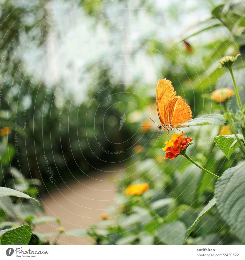 für inkje: just a little orange butterfly :-) Freizeit & Hobby Ferien & Urlaub & Reisen Tourismus Ausflug Freiheit Sommer Natur Pflanze Frühling Schönes Wetter