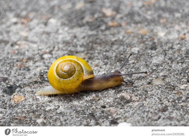 Garten-Bänderschnecke Tier Straße Schnecke 1 schleimig gelb Zufriedenheit Tierliebe Kraft ruhig Umzug (Wohnungswechsel) Gartenschnecke Helicidae Pulmonata