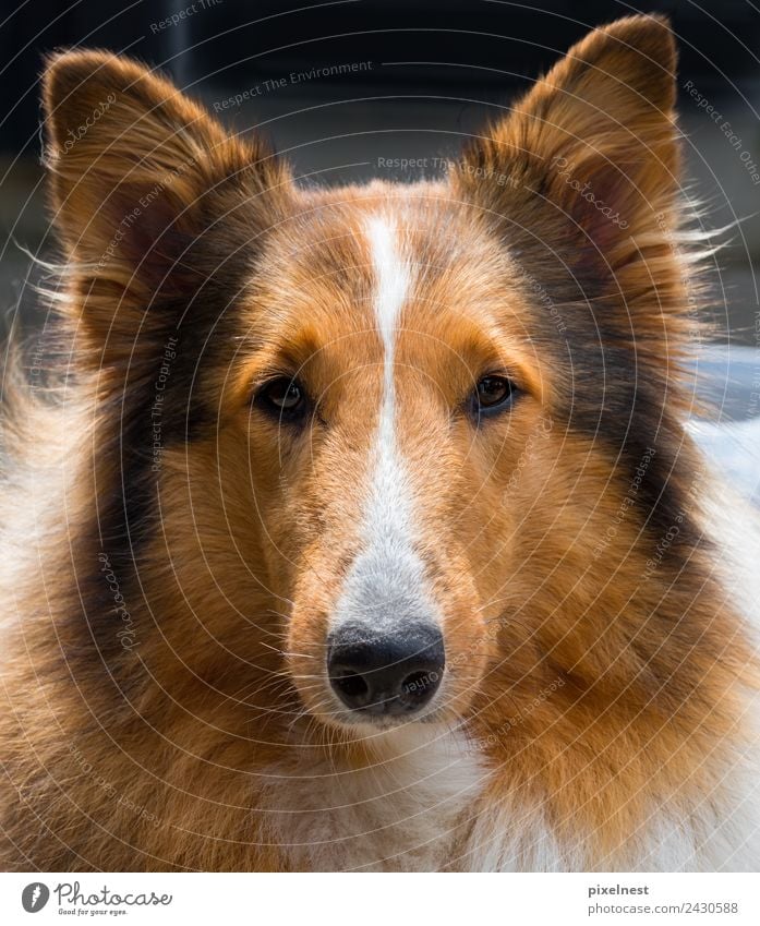 Collie Tier Haustier Hund Fell 1 beobachten Freundlichkeit niedlich schön braun schwarz weiß Freundschaft Tierliebe sable Hundekopf Schäferhund Lassie Farbfoto