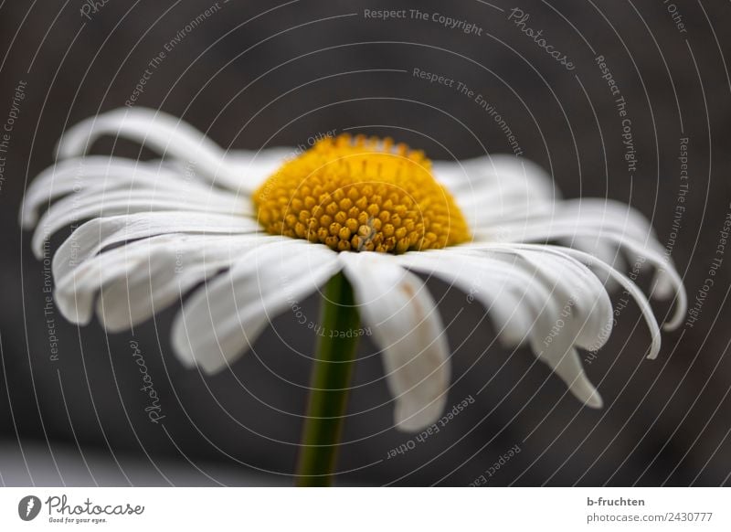 Margerite Sommer Blume Blüte Glück schön Kraft ästhetisch elegant Gefühle Blühend Blütenstempel Außenaufnahme Nahaufnahme Menschenleer Schwache Tiefenschärfe