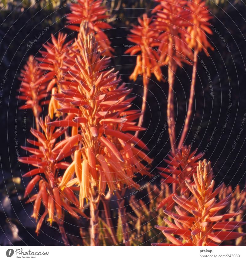 Flaschenputzer Umwelt Natur Pflanze Sommer Blume Wildpflanze außergewöhnlich Duft exotisch schön natürlich Frühlingsgefühle Farbfoto Außenaufnahme Menschenleer