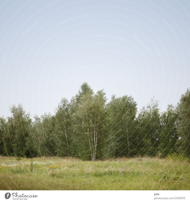 birken Natur Landschaft Pflanze Himmel Wolkenloser Himmel Baum Gras Grünpflanze Wildpflanze Wiese Wald natürlich blau grün Birke Farbfoto Außenaufnahme