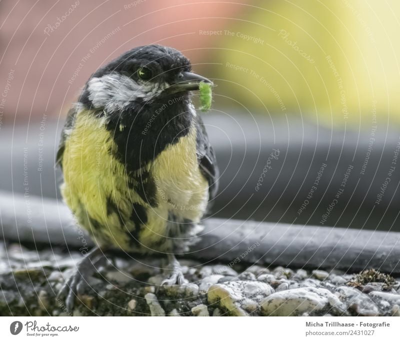 Kohlmeise mit Raupe im Schnabel Natur Tier Sonne Sonnenlicht Schönes Wetter Wildtier Vogel Wurm Tiergesicht Flügel Krallen Meisen Made 1 beobachten fangen