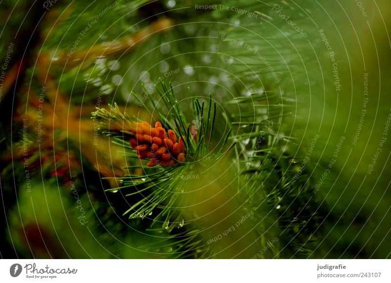 Wald Umwelt Natur Pflanze Klima Wetter schlechtes Wetter Regen Baum Sträucher Kiefer Wachstum nass natürlich grün Farbfoto Außenaufnahme Tag