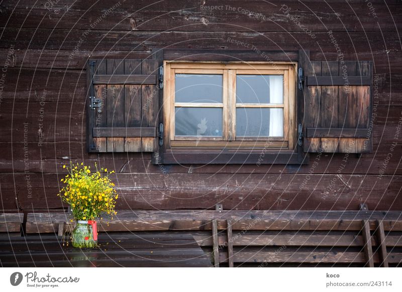 Almfoto I Zufriedenheit Ferien & Urlaub & Reisen Sommer Sommerurlaub Berge u. Gebirge wandern schlechtes Wetter Blume Alpen Österreich Europa Menschenleer Hütte