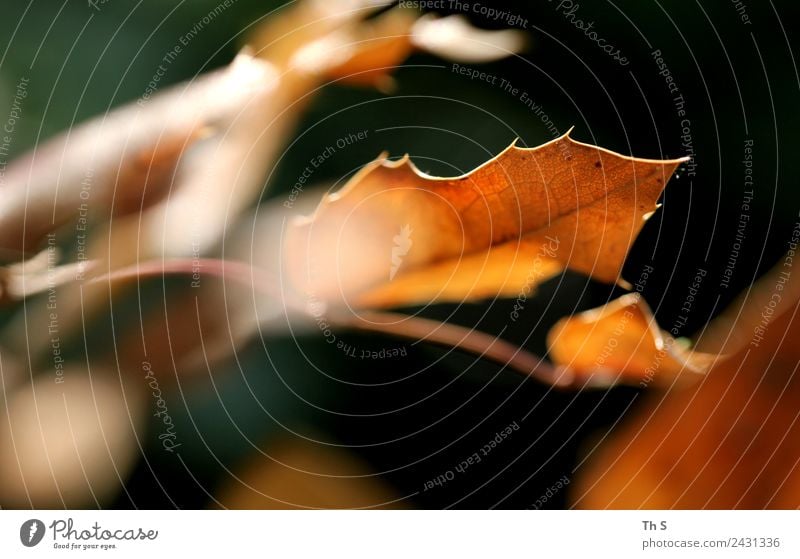 Blatt Natur Pflanze Frühling Sommer Herbst Bewegung Blühend verblüht ästhetisch authentisch einfach elegant Fröhlichkeit frisch natürlich grün orange