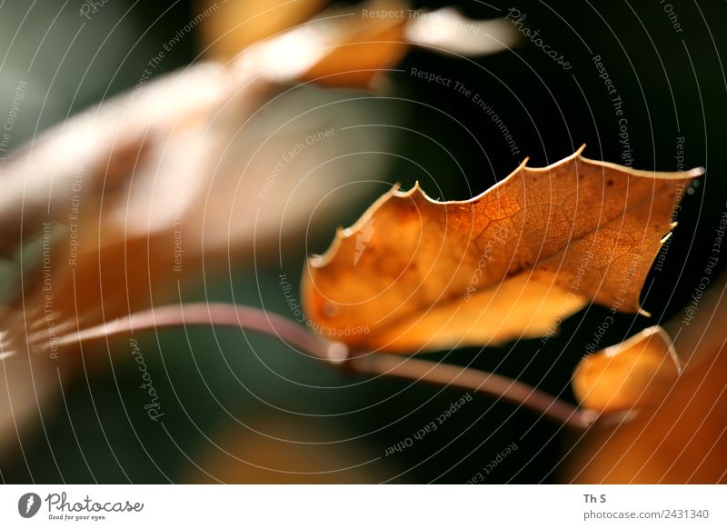 Blatt Natur Pflanze Frühling Sommer Herbst Bewegung Blühend verblüht ästhetisch authentisch einfach elegant frisch natürlich braun grün orange Gelassenheit