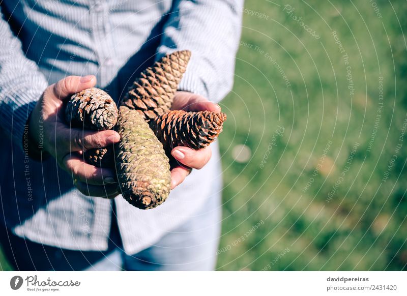 Ältere Frau, die Kiefernzapfen in den Händen hält. Lifestyle Erholung Freizeit & Hobby Mensch Erwachsene Hand Natur Baum Gras Wald Ornament alt authentisch