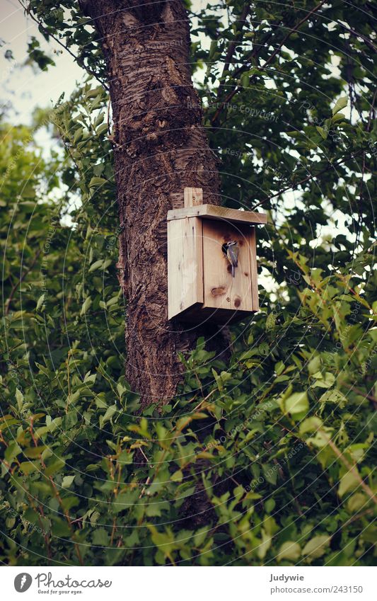 Daheim Umwelt Natur Frühling Sommer Pflanze Baum Sträucher Blatt Tier Wildtier Vogel Meisen natürlich grün Sicherheit Schutz Geborgenheit mutterinstinkt