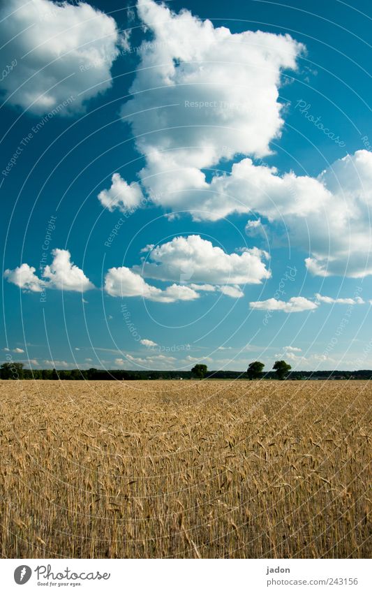 erntezeit Getreide Ernährung wandern Landwirtschaft Forstwirtschaft Landschaft Pflanze Himmel Wolken Schönes Wetter Nutzpflanze Feld Wachstum trocken blau Ferne