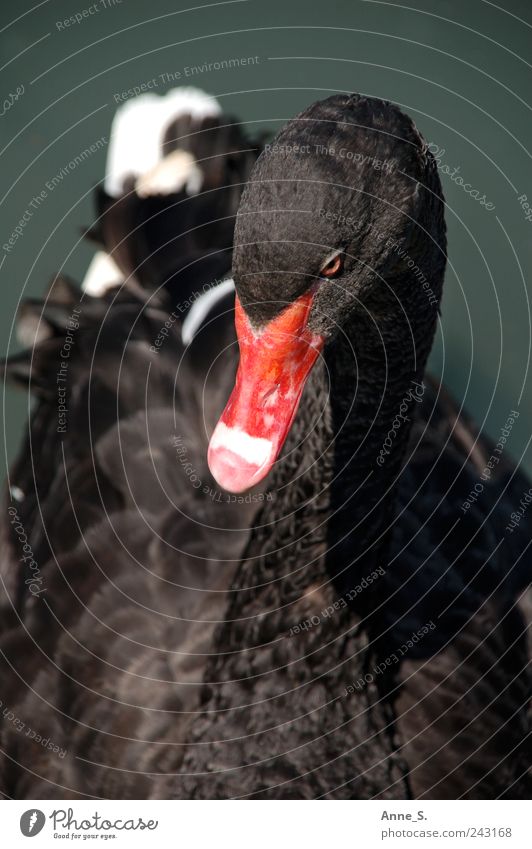 Anmut elegant exotisch Tier Wasser See Wildtier Schwan Tiergesicht Zoo 1 ästhetisch Romantik schön Traurigkeit Trauer Tod Hochmut Stolz eitel Trauerschwan