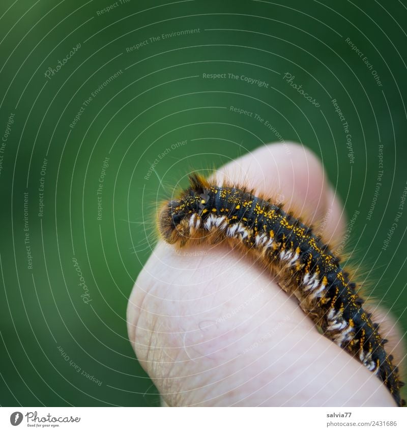 bunt-behaarte Raupe krabbelt über Finger kriechen Insekt Larve Farbfoto Hintergrund neutral Zentralperspektive krabbeln grün Freisteller Schmetterling