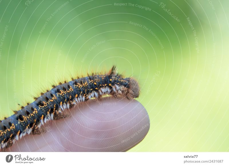 haarige Raupe Umwelt Natur Tier Wildtier Insekt Larve 1 krabbeln weich kuschlig anpassungsfähig Finger Farbfoto Außenaufnahme Makroaufnahme Menschenleer