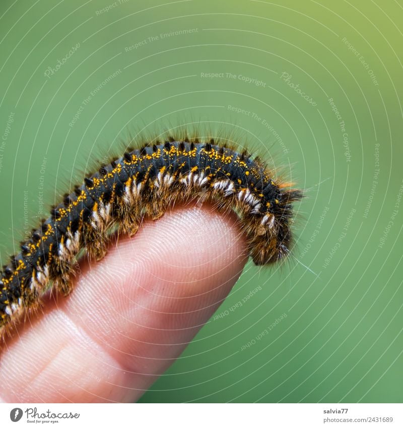 anpassungsfähig Finger Natur Tier Wildtier Schmetterling Raupe Larve Metamorphose 1 krabbeln grün haarig weich Farbfoto Außenaufnahme Makroaufnahme