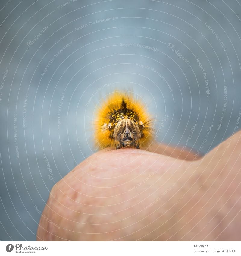 Raupengesicht Wildtier Tiergesicht Larve Insekt Metamorphose 1 beobachten krabbeln außergewöhnlich braun grau orange skurril Wandel & Veränderung Gesicht Kopf