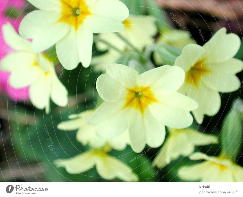 Himmelschlüssel Blume Frühling Blüte Natur Garten