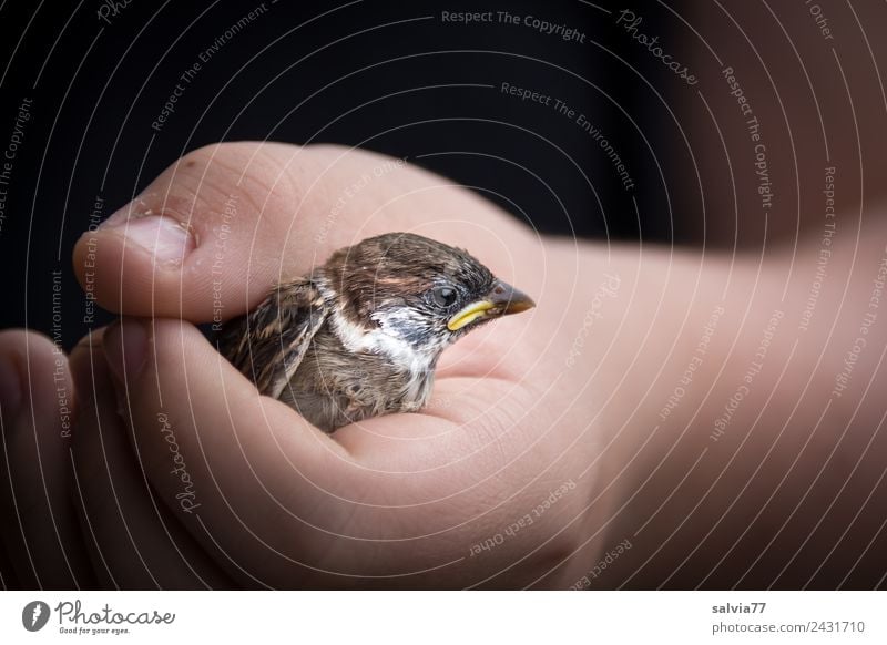 Lieber den Spatz in der Hand... Haut Arme Natur Tier Vogel Tiergesicht Haussperling Sperlingsvögel 1 festhalten braun schwarz Tierliebe Verantwortung Schutz