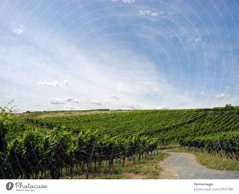 promenade Umwelt Natur Landschaft Himmel Wolken Sommer Schönes Wetter Feld Erholung wandern blau grau grün ruhig Horizont Rheingau Panoramaweg Rüdesheim