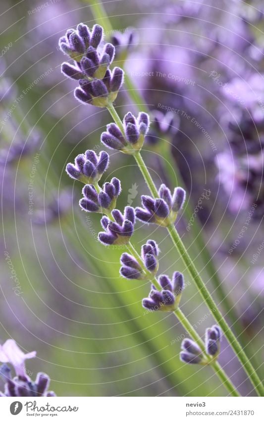 Lavendel im Garten Natur Pflanze Sträucher Blüte Grünpflanze Nutzpflanze Wildpflanze Topfpflanze Park Wiese Feld Duft frisch Gesundheit natürlich schön blau