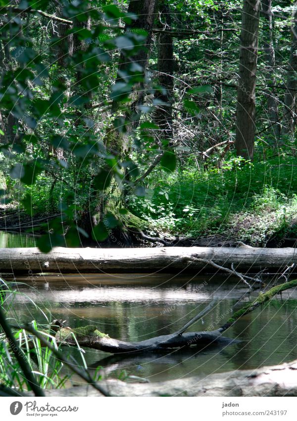 waldesruh. Angeln Tourismus Ausflug Expedition wandern Landwirtschaft Forstwirtschaft Umwelt Natur Landschaft Pflanze Wasser Schönes Wetter Baum Farn Urwald