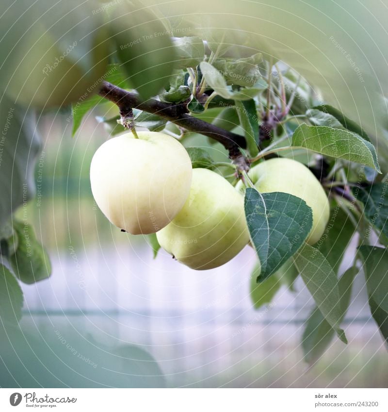 ausm Garten Lebensmittel Frucht Obstgarten Gartenobst Bioprodukte Vegetarische Ernährung Umwelt Pflanze Sommer Baum Blatt Nutzpflanze Ast Apfelbaum