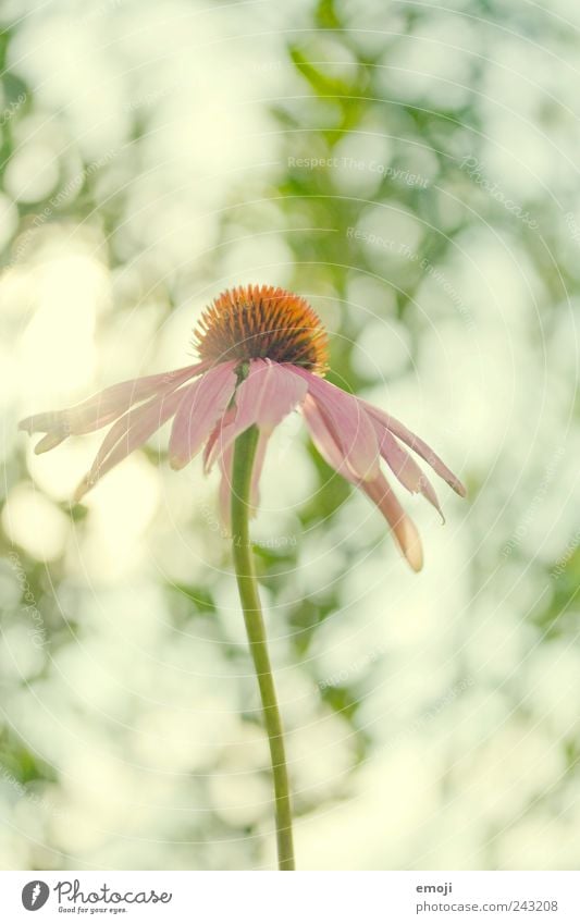 sonnengepunktet Natur Pflanze Blume Duft Stengel Blütenblatt Sonnenhut Farbfoto mehrfarbig Außenaufnahme Nahaufnahme Muster Menschenleer Textfreiraum oben