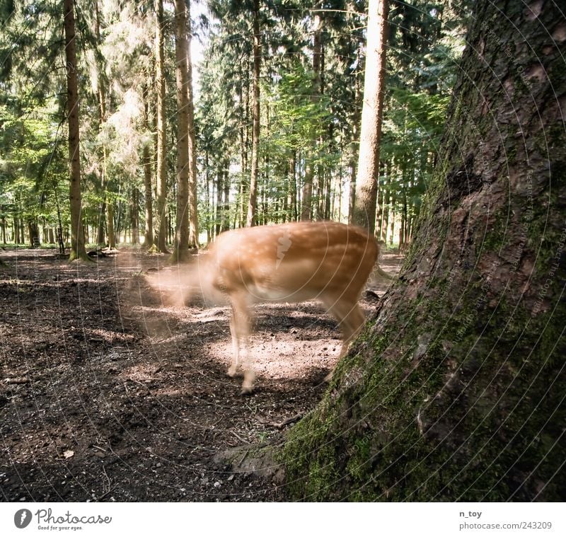 Kopflos Sommer Baum Wald Tier Fell Reh 1 wandern ruhig Surrealismus Baumstamm Moos Moosteppich Waldboden Kiefer Erde kopflos Baumrinde Waldlichtung Farbfoto