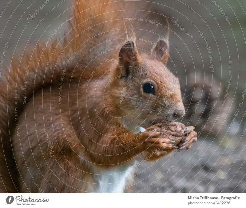 Fressendes Eichhörnchen Frucht Walnuss Natur Tier Sonne Sonnenlicht Schönes Wetter Wald Wildtier Tiergesicht Fell Krallen Pfote Schwanz Pinselohren Ohr 1