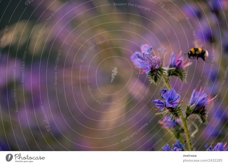 Hummel im Anflug Natur Sommer Schönes Wetter Pflanze Blüte Wildpflanze Park Nutztier Biene Wespe 1 Tier Biene oder Wespe im Anflug bestäuben Flugzeuglandung