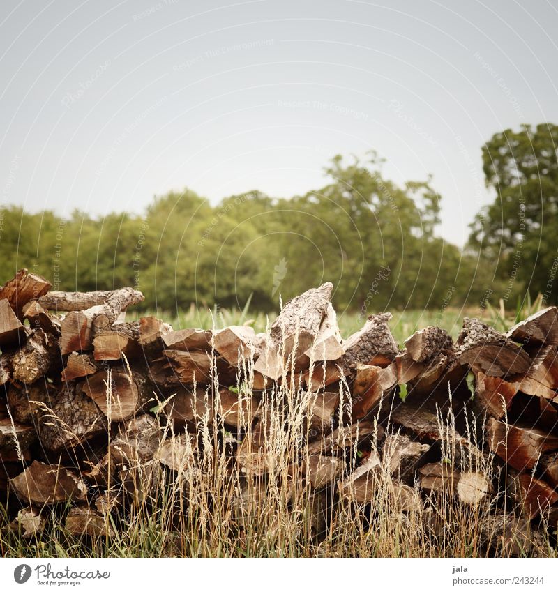 holz Natur Landschaft Himmel Pflanze Baum Gras Sträucher Holz natürlich blau braun grün Brennholz Farbfoto Außenaufnahme Menschenleer Textfreiraum oben Tag