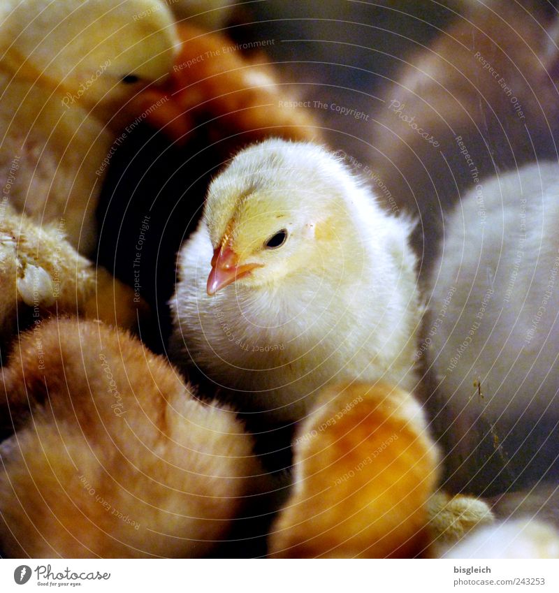 Kuala Lumpur Bird Park VI Tier Vogel Küken 1 Tiergruppe Tierjunges hocken sitzen klein gelb Schnabel Feder Tiergesicht Farbfoto Gedeckte Farben Innenaufnahme