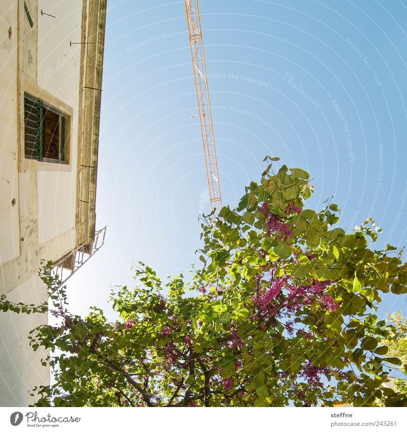 Blühling Wolkenloser Himmel Frühling Schönes Wetter Baum Lissabon Portugal Altstadt Haus Mauer Wand Fassade historisch Blühend Kran mediterran südländisch