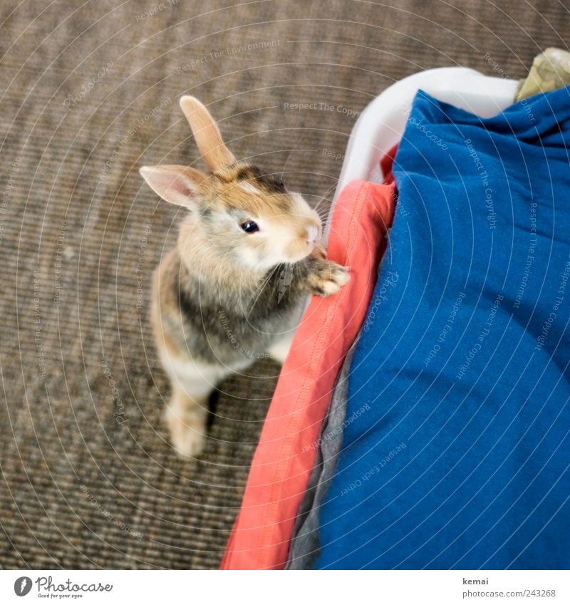 Neugierig Häusliches Leben Wohnung Teppich Wäsche Wäschekorb Tier Haustier Tiergesicht Fell Pfote Hase & Kaninchen Zwergkaninchen Zwerghase Auge Ohr Hasenohren