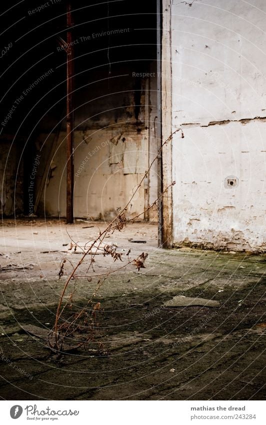 AUSGETROCKNET Umwelt Natur Pflanze Gras Sträucher Menschenleer Industrieanlage Fabrik Ruine Bauwerk Gebäude Architektur Mauer Wand Fassade dunkel kalt kaputt