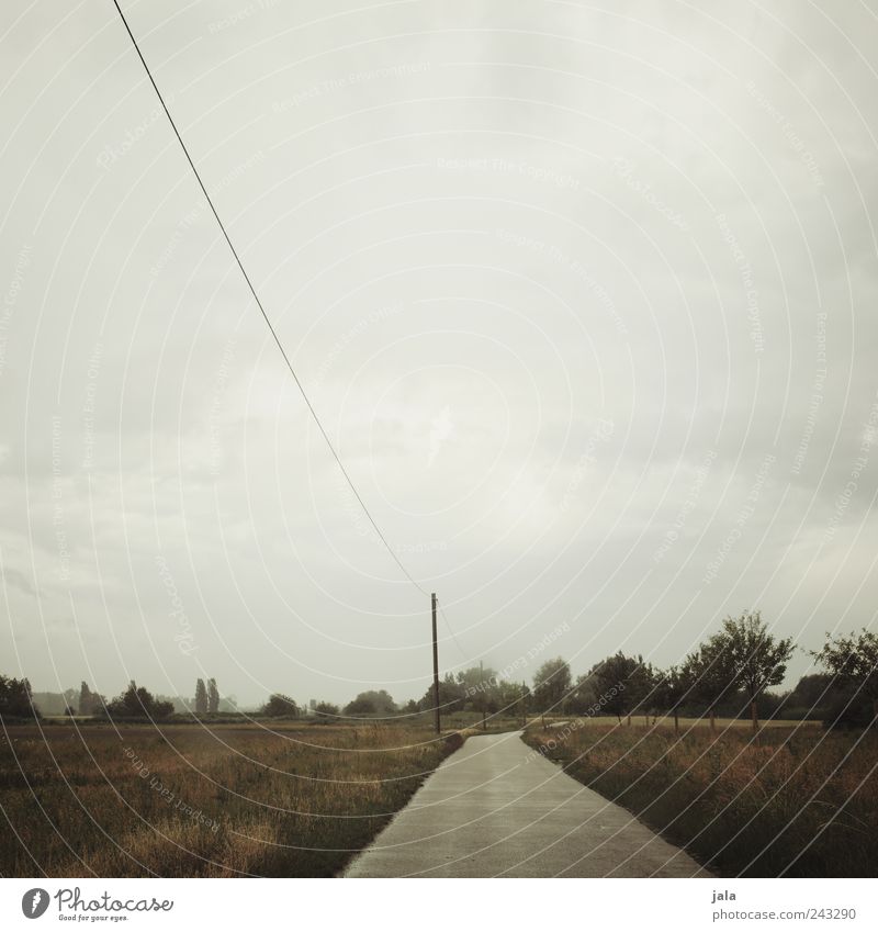 sommer Natur Landschaft Pflanze Himmel schlechtes Wetter Baum Gras Sträucher Feld Wege & Pfade trist Farbfoto Außenaufnahme Menschenleer Textfreiraum oben Tag