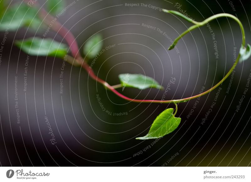 Ein bisschen Fibonacci Umwelt Natur Pflanze Sommer Blatt Grünpflanze Ranke grün Spirale goldene Spirale biegen gekrümmt drehen Wachstum Trieb Farbfoto