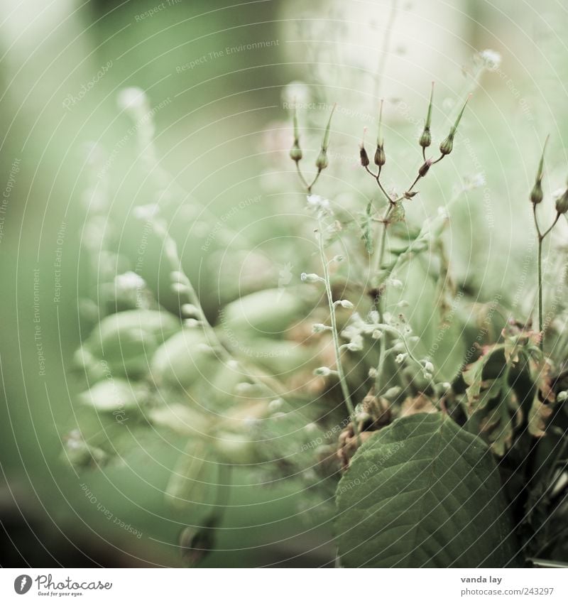 Unkraut Pflanze Gras Blatt Blüte Grünpflanze Wildpflanze grün Vergänglichkeit Vergißmeinnicht Farbfoto Gedeckte Farben Makroaufnahme Textfreiraum links