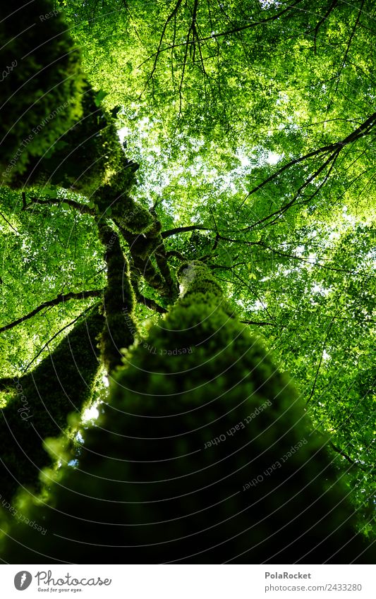 #S# völlig vermoost II ?! Umwelt Natur Erholung Blatt Blattgrün Baumstamm Baumkrone Baumrinde Moosteppich nachhaltig Slowenien Schatten Lichtschein