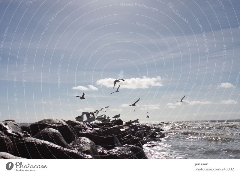 Nachzügler Umwelt Natur Tier Himmel Wolken Sommer Küste Strand Nordsee Meer Tiergruppe Schwarm fliegen nass natürlich Wärme blau schwarz Stimmung Freiheit Ferne