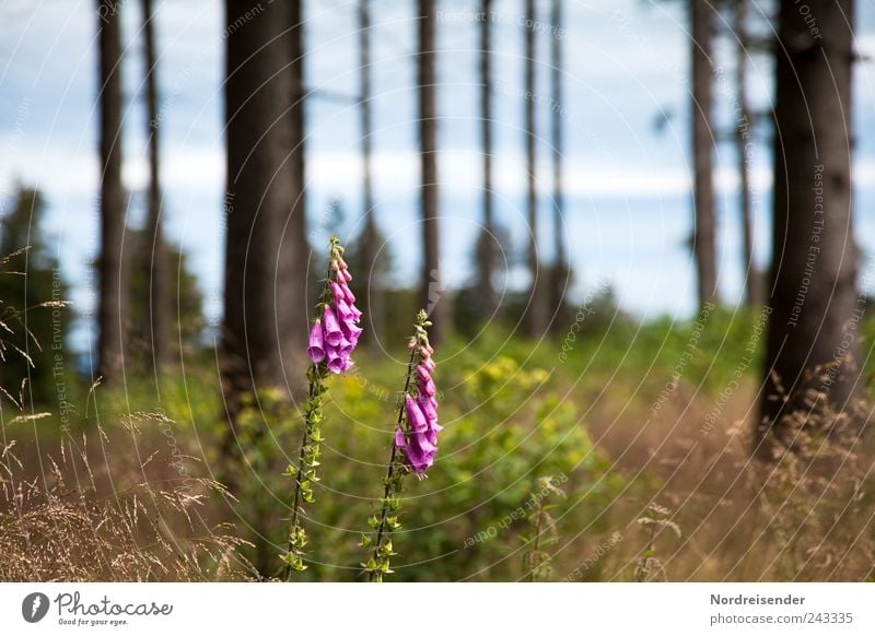 Wald Landwirtschaft Forstwirtschaft Natur Landschaft Pflanze Klima Wetter Schönes Wetter Wildpflanze ästhetisch rein Umwelt Fingerhut giftig Gift Giftpflanze