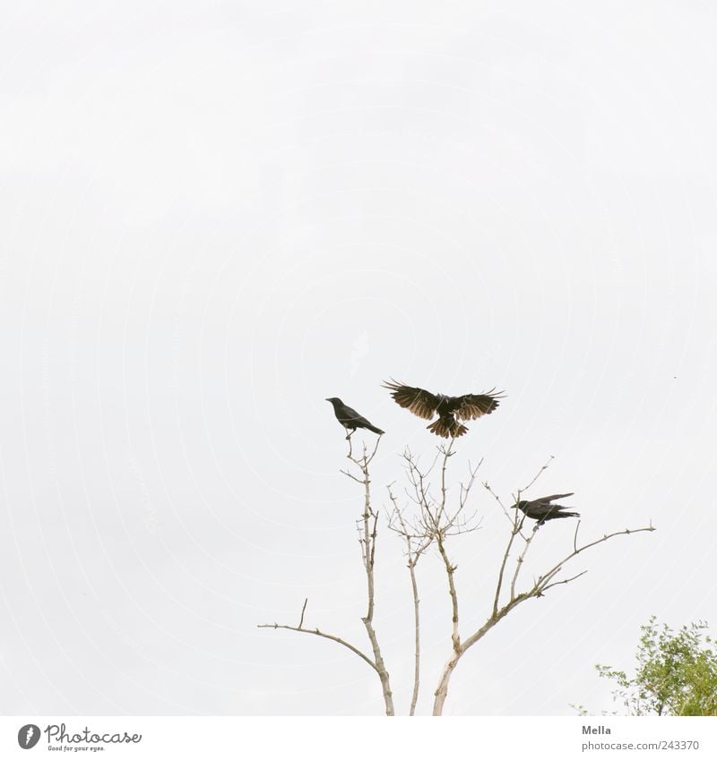 Landeplatz Umwelt Natur Pflanze Baum Ast Zweig Tier Vogel Krähe 3 fliegen sitzen frei hell natürlich Zusammensein Bewegung Freiheit Flügel ausbreiten Landen